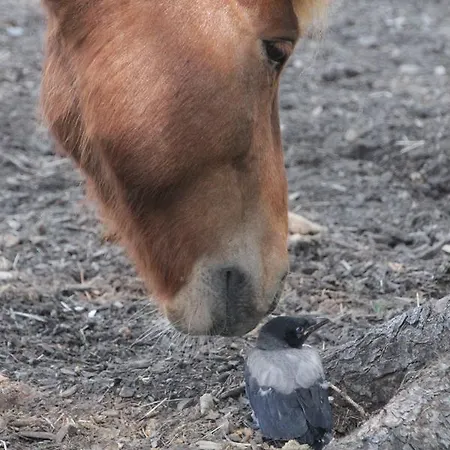 Majatalo Veikeae Vuohi Lieksa
